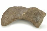 Hadrosaur (Edmontosaurus) Astragalus (Ankle Bone) - Wyoming #229175-2